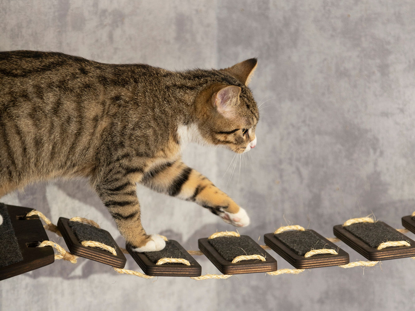 floating shelf, ladder shelf, cat wall steps