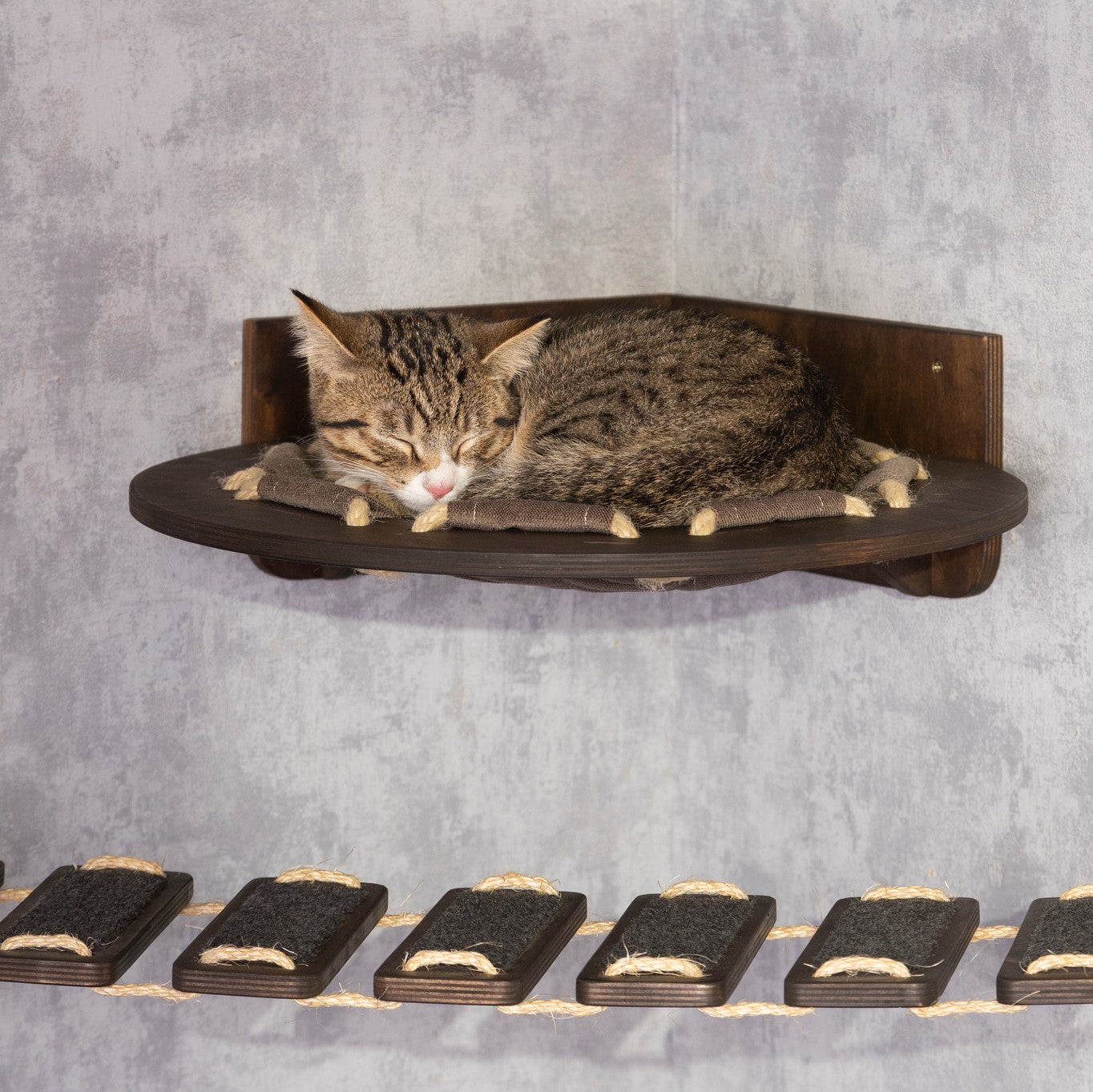 cat hammock, cat bridge, wall shelves, wicker cat bed
