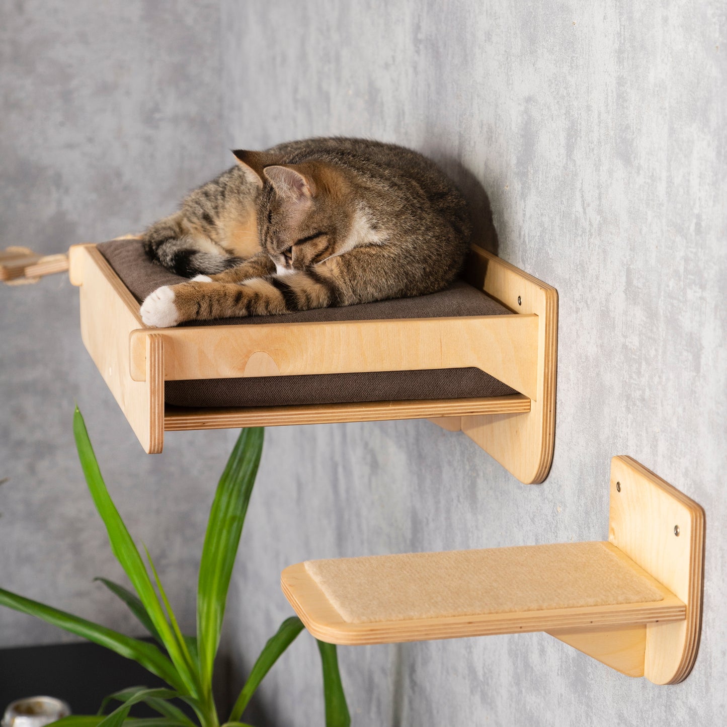 covered cat beds, cat shelves, color clear, right view