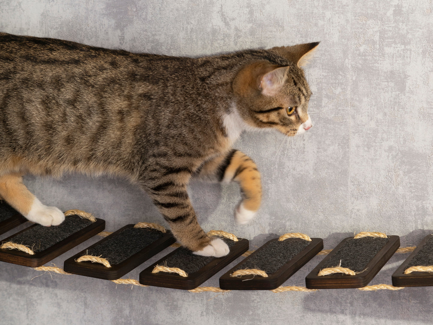 Ensemble unique de lit et de pont pour chat : offrez à votre chat un endroit confortable pour se reposer et jouer