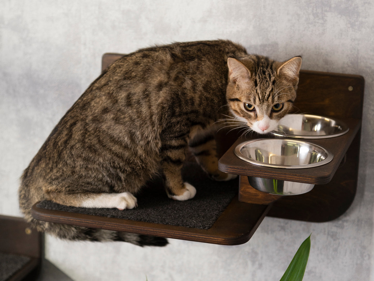 Elevate Your Cat's Dining Experience with a Modern Cat Feeder and Cat Steps