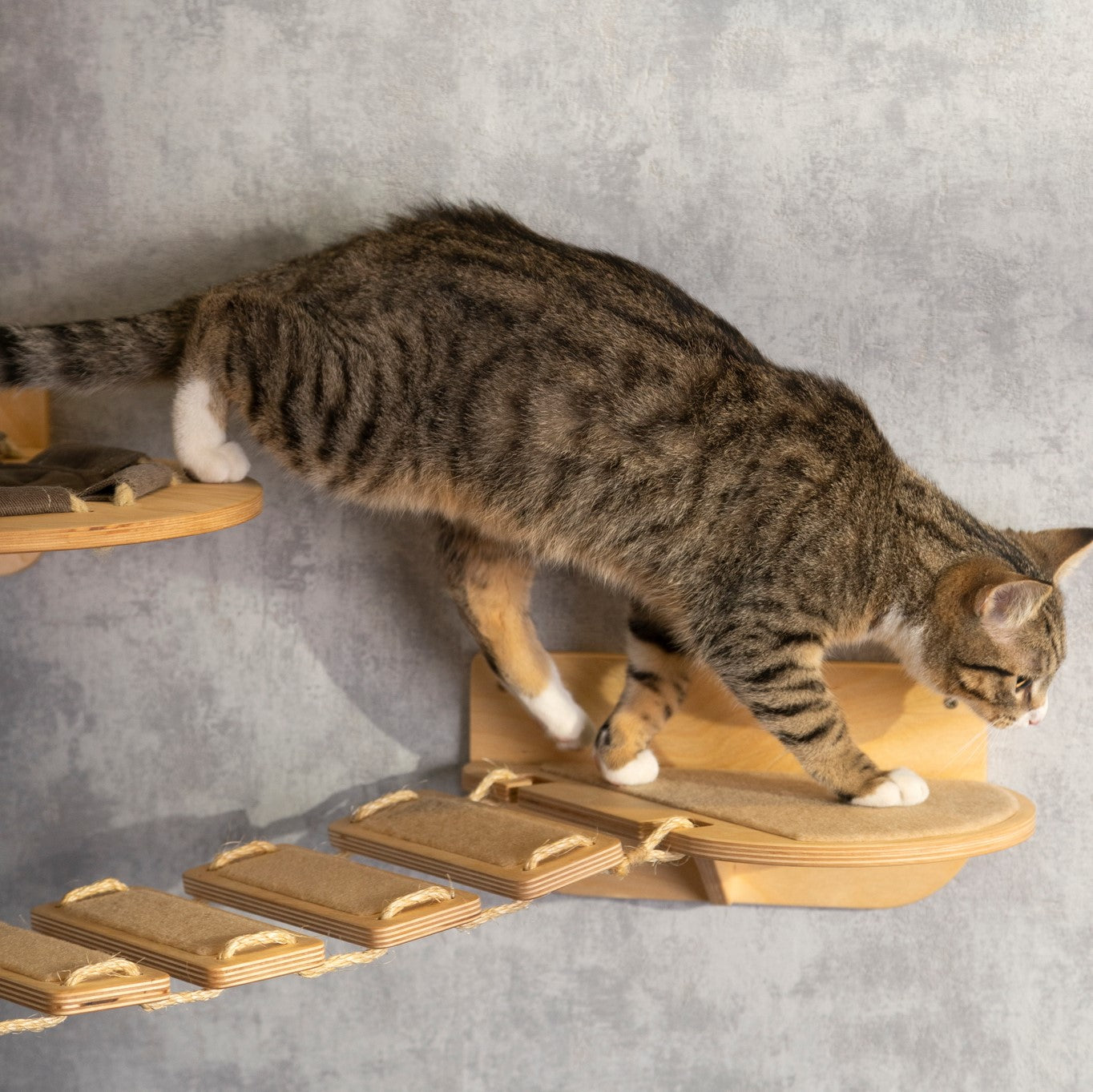 wall shelves, cat bridge, cat hammock, cat and accessories